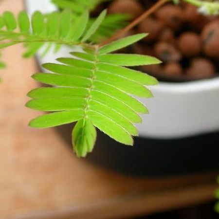 Mimosa pudica